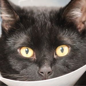 Meet your Posher, King